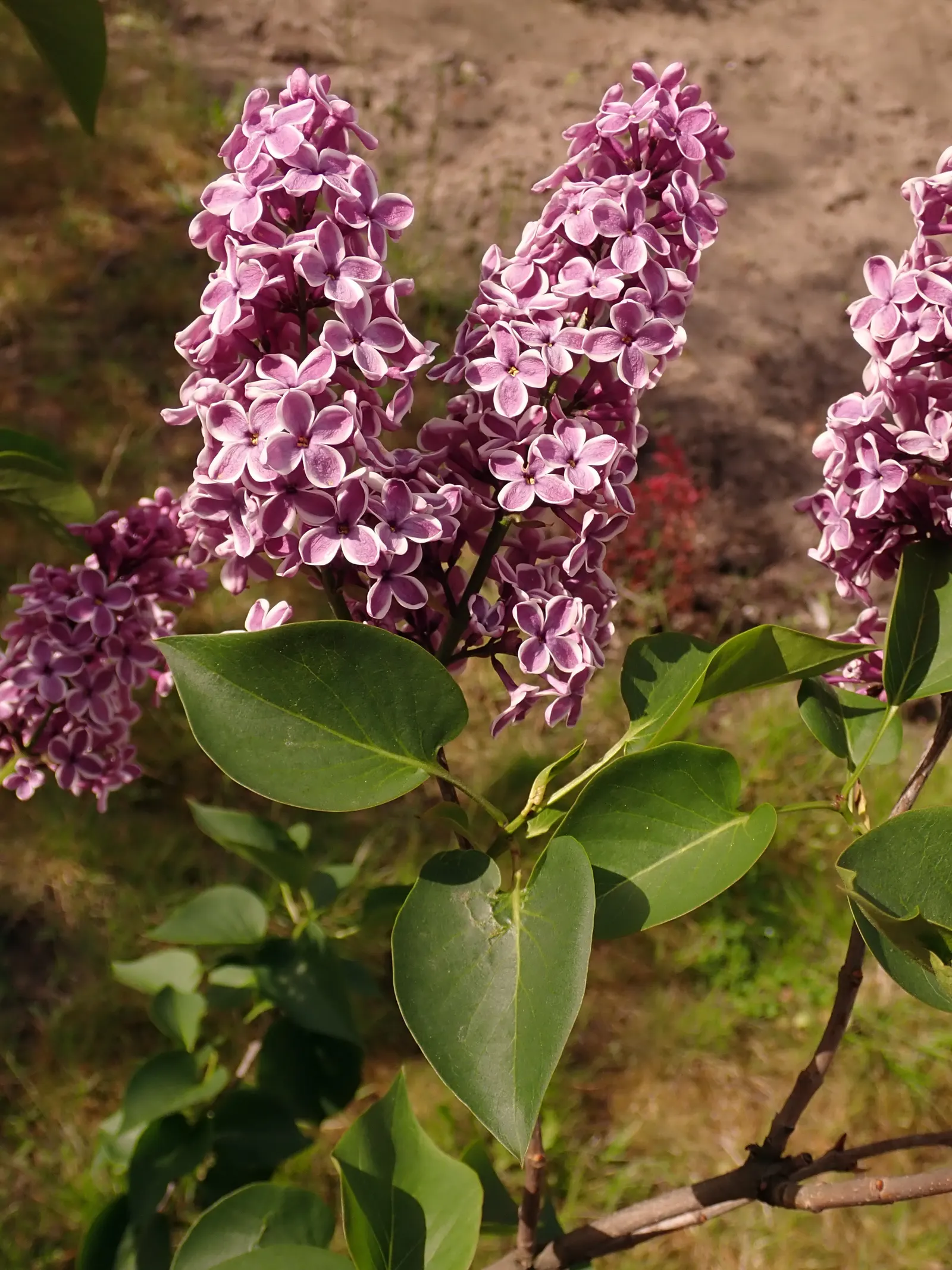 Sensation Lilac (Syringa Vulgaris 'Sensation') — This cold-hardy variety thrives in well-drained soil with full sun to partial shade; this lilac variety