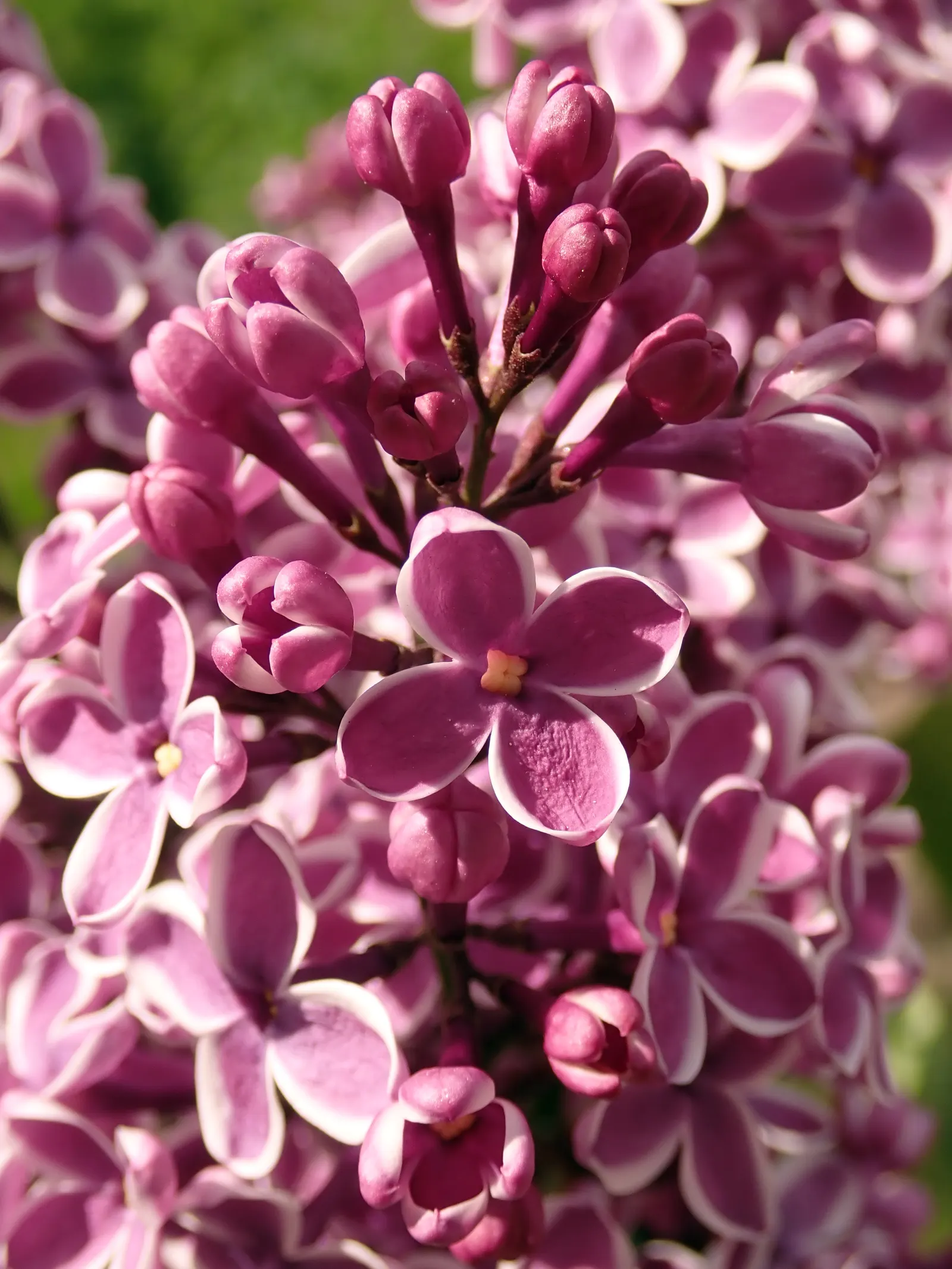 Sensation Lilac (Syringa Vulgaris 'Sensation') — multi-colored and purple and red flowers in the garden; this cold-hardy variety thrives in well-drained soil