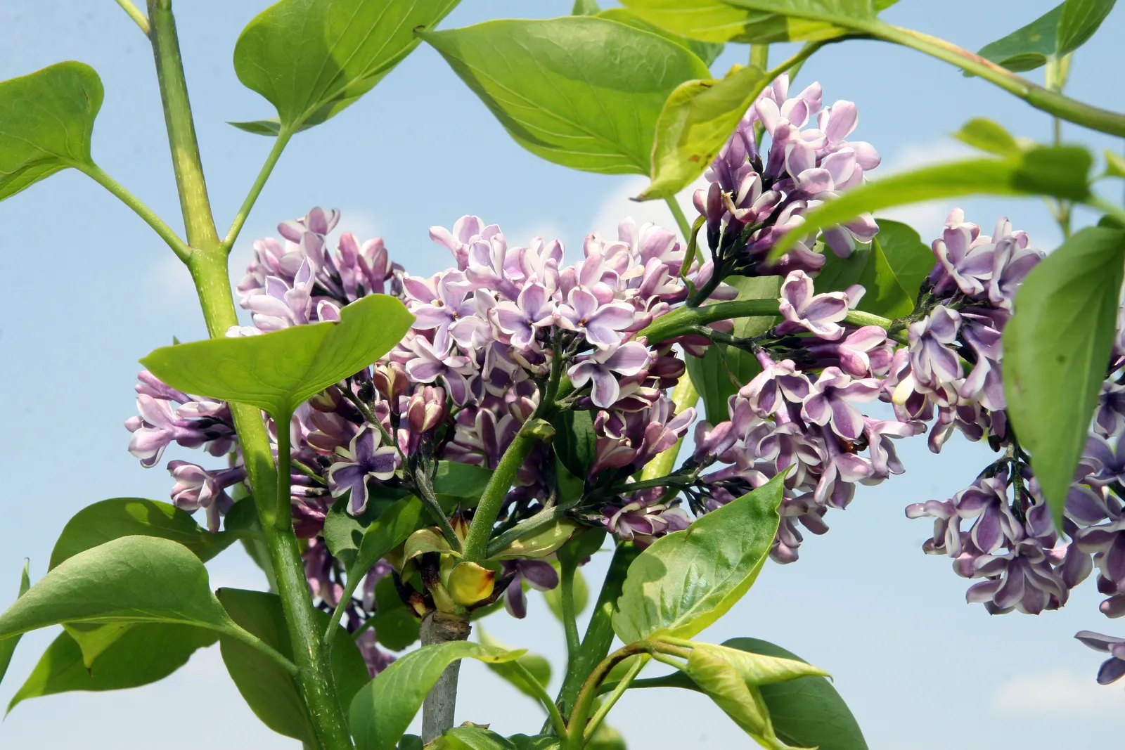 Sensation Lilac (Syringa Vulgaris 'Sensation') — shrub for full
