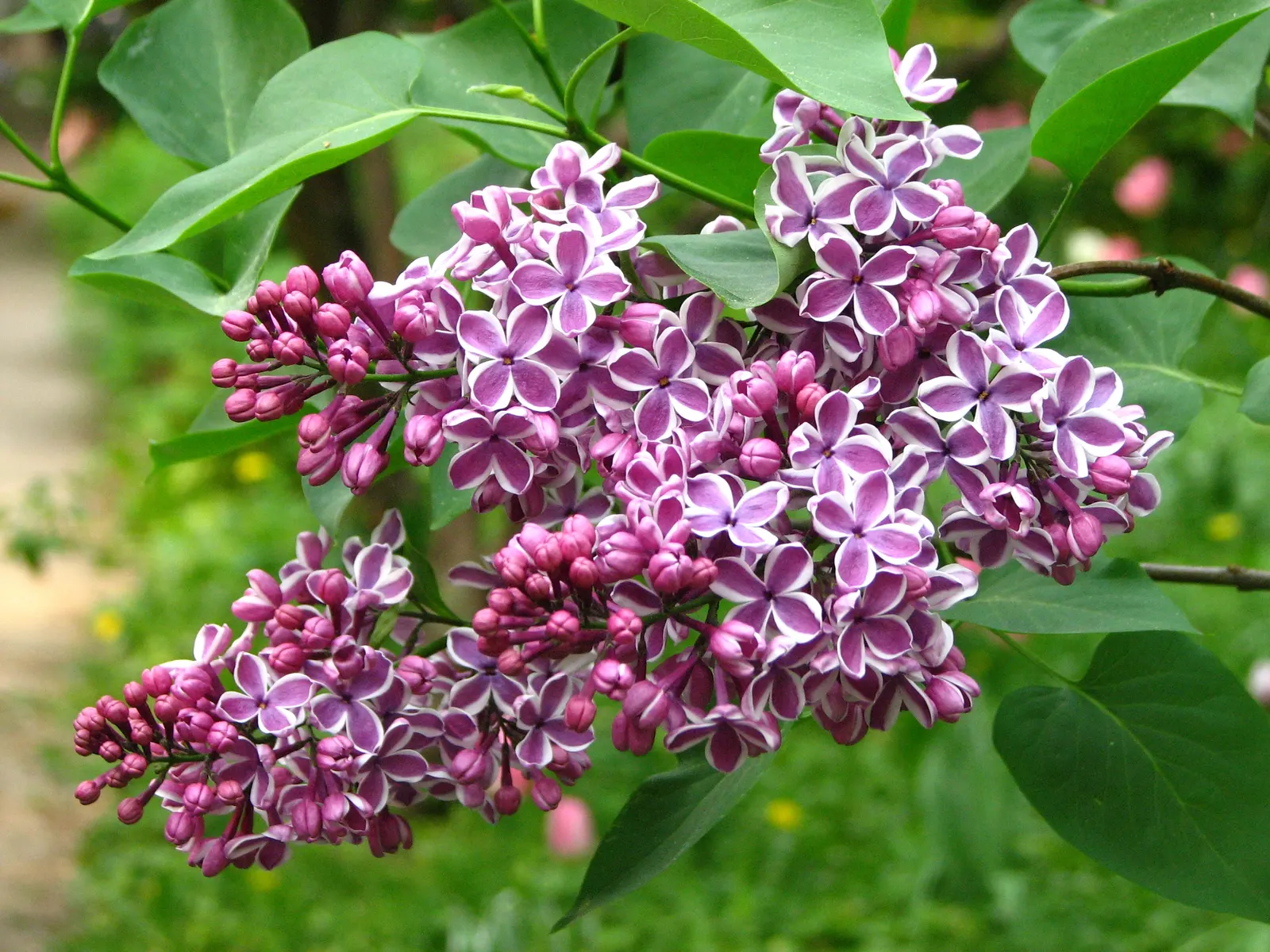 Sensation Lilac (Syringa Vulgaris 'Sensation') — each measuring approximately 8 to 10 inches in length; aromatic accent to any landscape design
