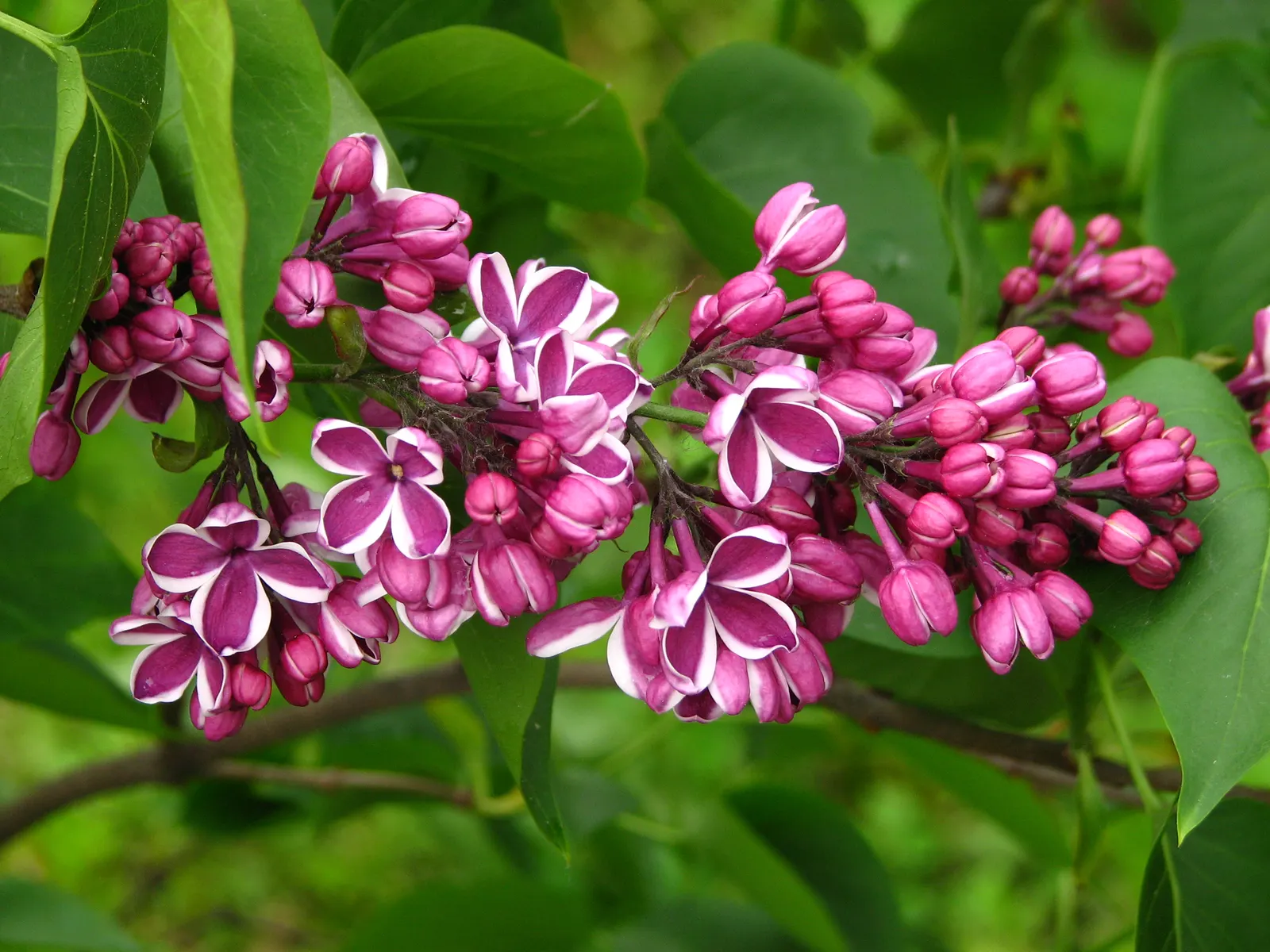 Sensation Lilac (Syringa Vulgaris 'Sensation') — This lilac variety thrives in well-drained