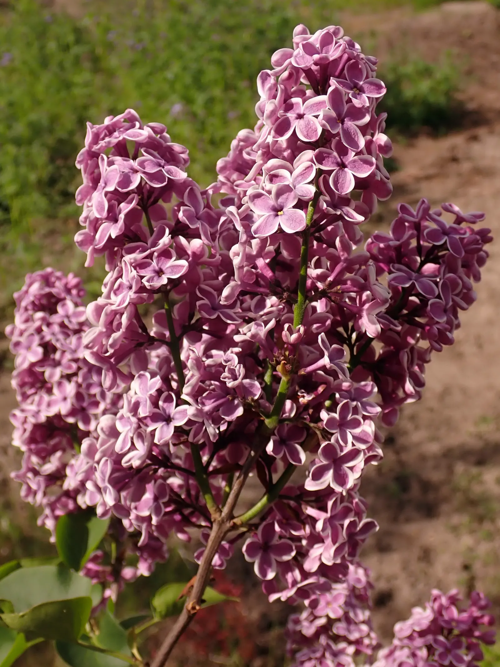 Sensation Lilac (Syringa Vulgaris 'Sensation') — As a landscape design element; the Sensation Lilac is hardy in USDA zones 3 to 7