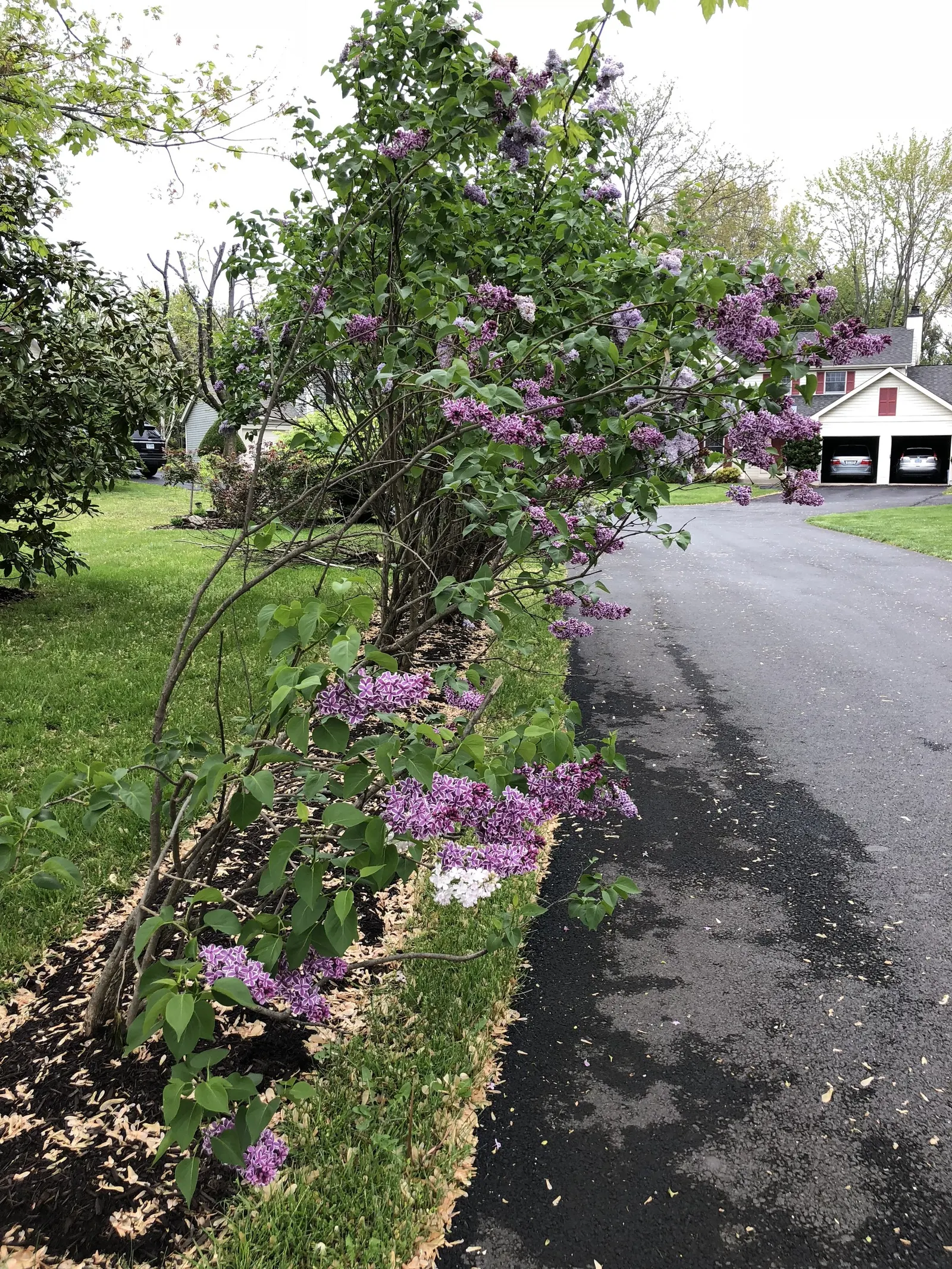 Sensation Lilac (Syringa Vulgaris 'Sensation') — aromatic accent to any landscape design; shrub with multi-colored and purple and red blooms