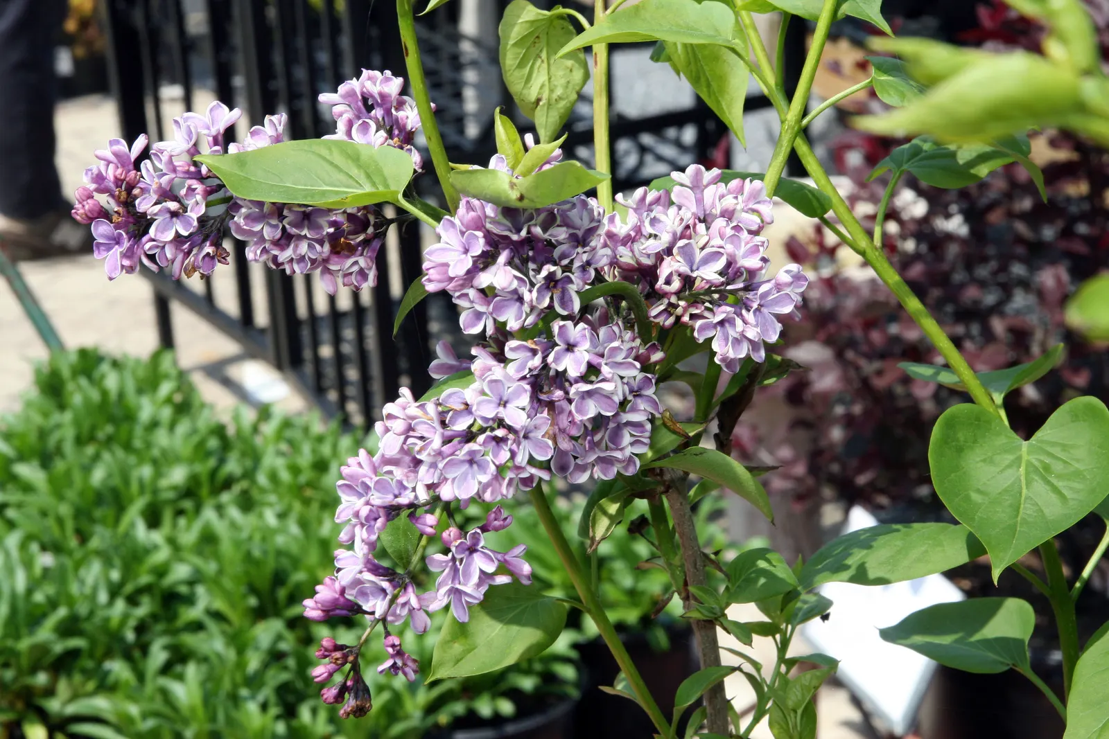 Sensation Lilac (Syringa Vulgaris 'Sensation') — multi-colored and purple and red flowers in the garden