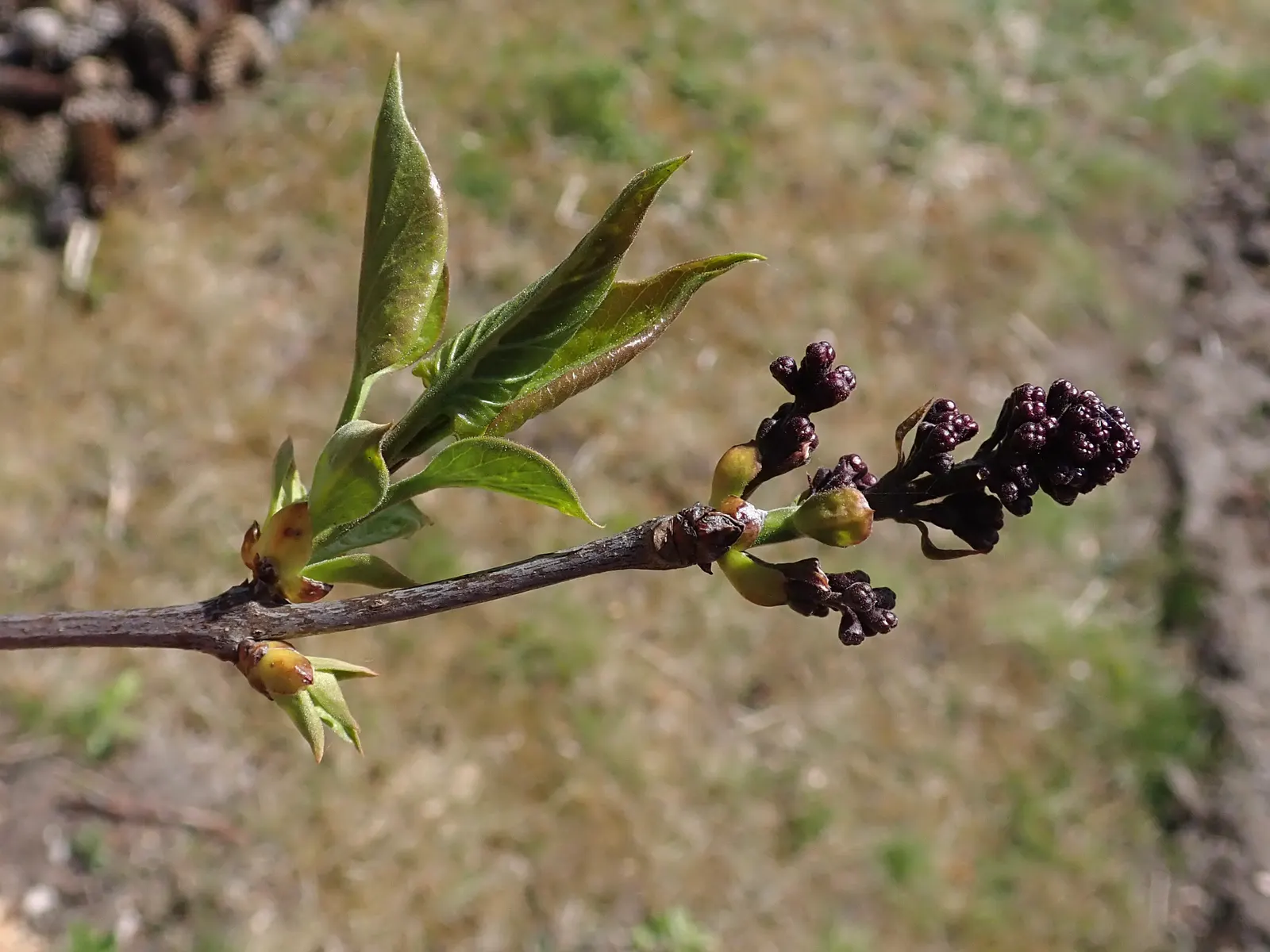 Sensation Lilac (Syringa Vulgaris 'Sensation') — shrub for full; proving both aesthetically pleasing and dependable for landscaping projects