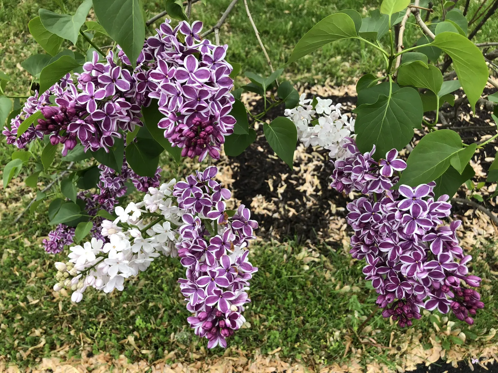 Sensation Lilac (Syringa Vulgaris 'Sensation') — proving both aesthetically pleasing and dependable for landscaping projects; tolerating winter temperatures as