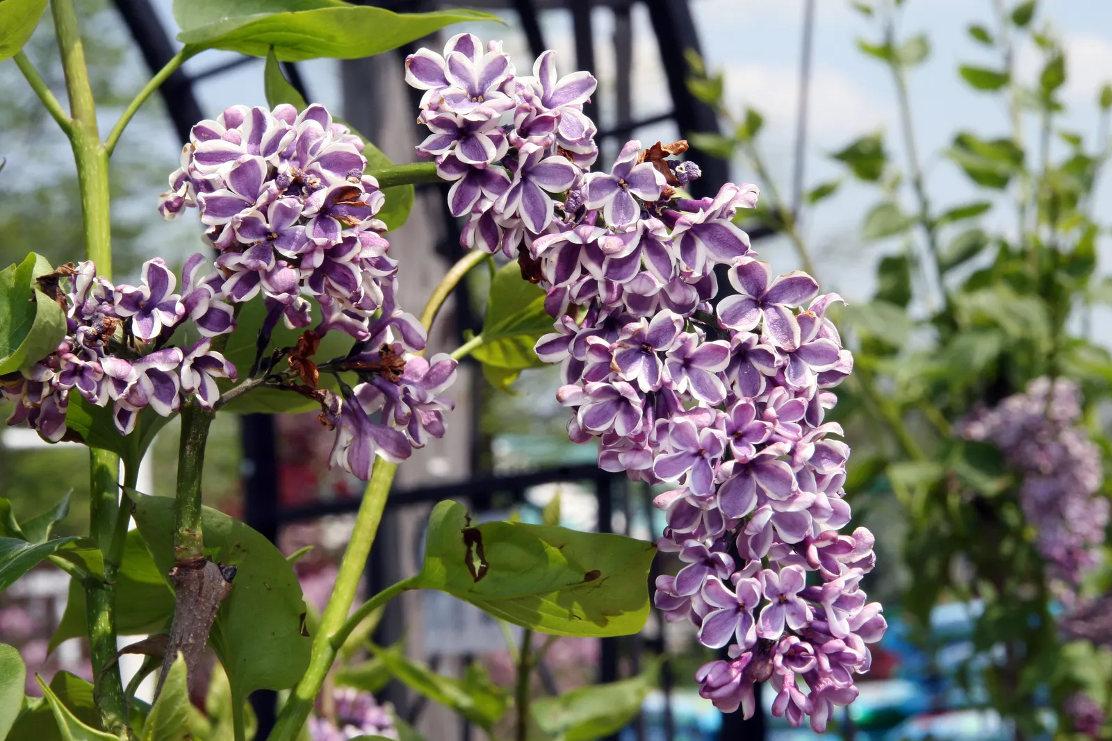 Sensation Lilac (Syringa Vulgaris 'Sensation') — the Sensation Lilac is hardy in USDA zones 3 to 7