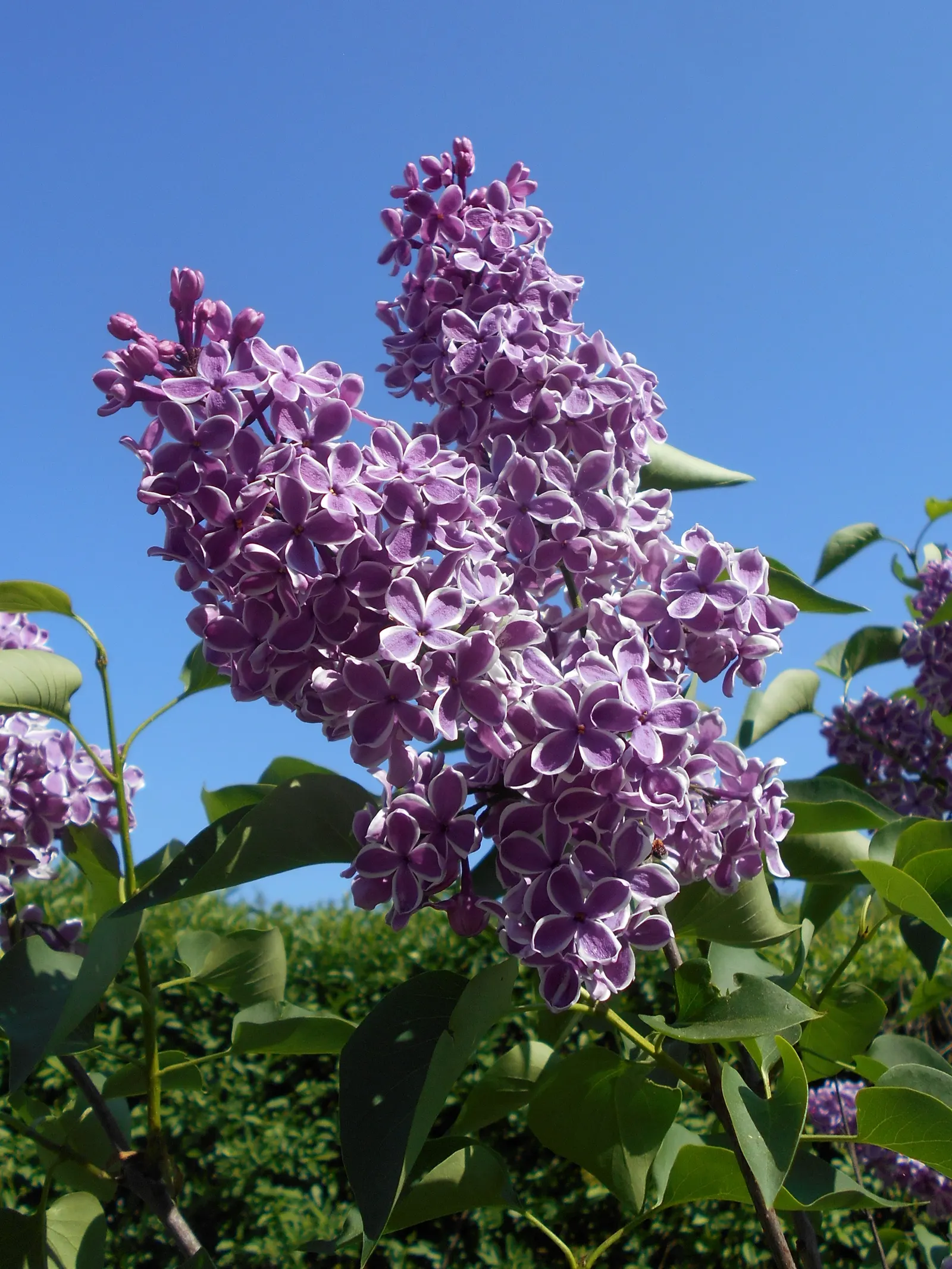 Sensation Lilac (Syringa Vulgaris 'Sensation') — aromatic accent to any landscape design