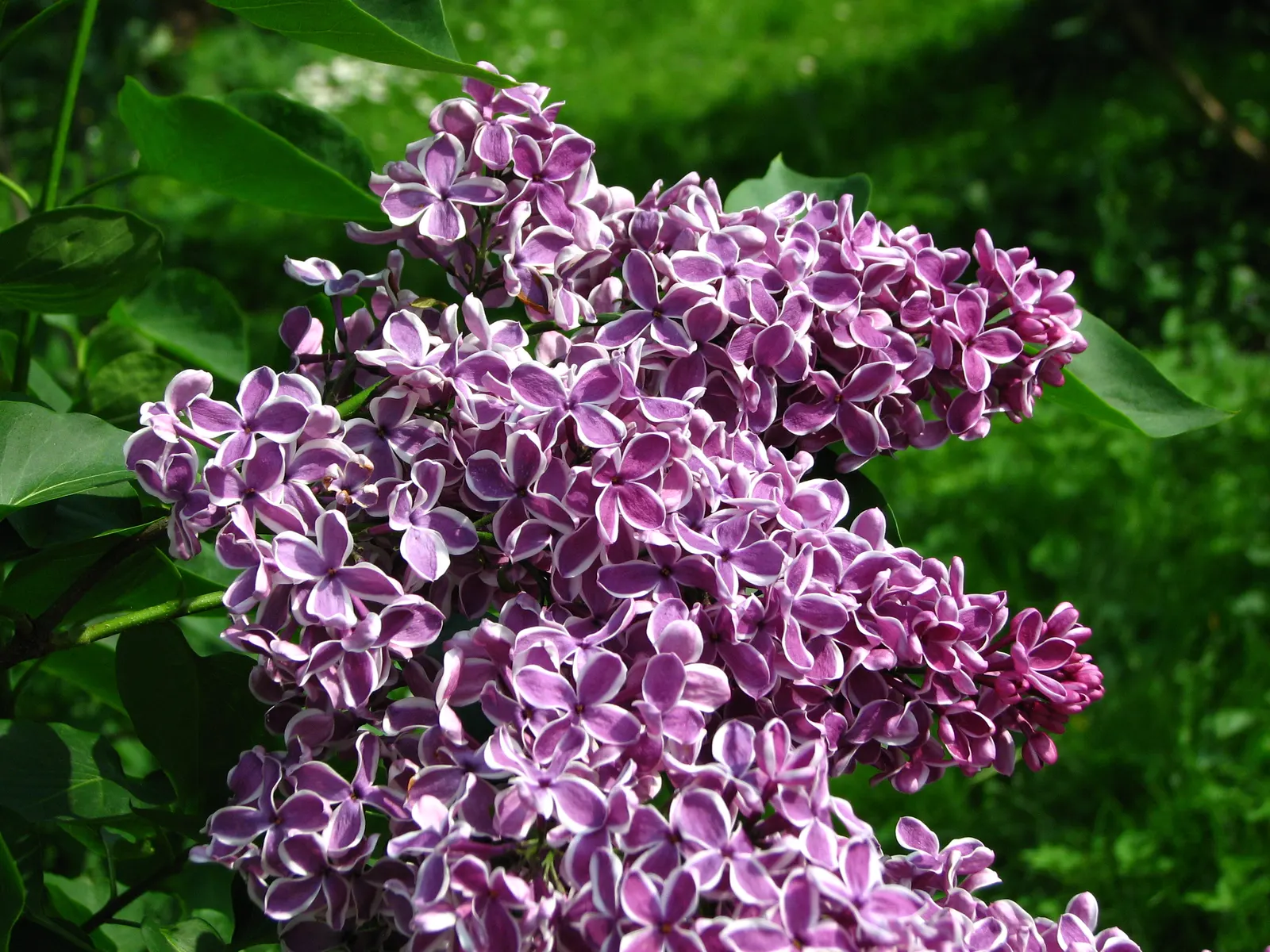 Sensation Lilac (Syringa Vulgaris 'Sensation') — As a landscape design element