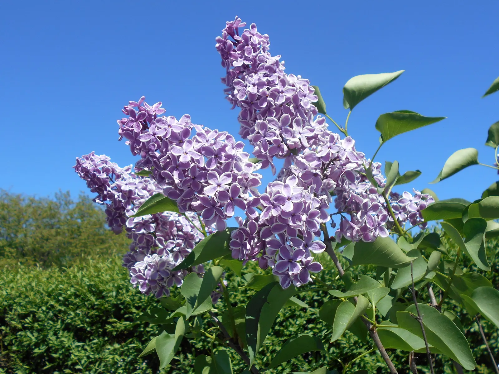 Sensation Lilac (Syringa Vulgaris 'Sensation') — creating a spellbinding contrast that truly makes this plant a 'sensation'