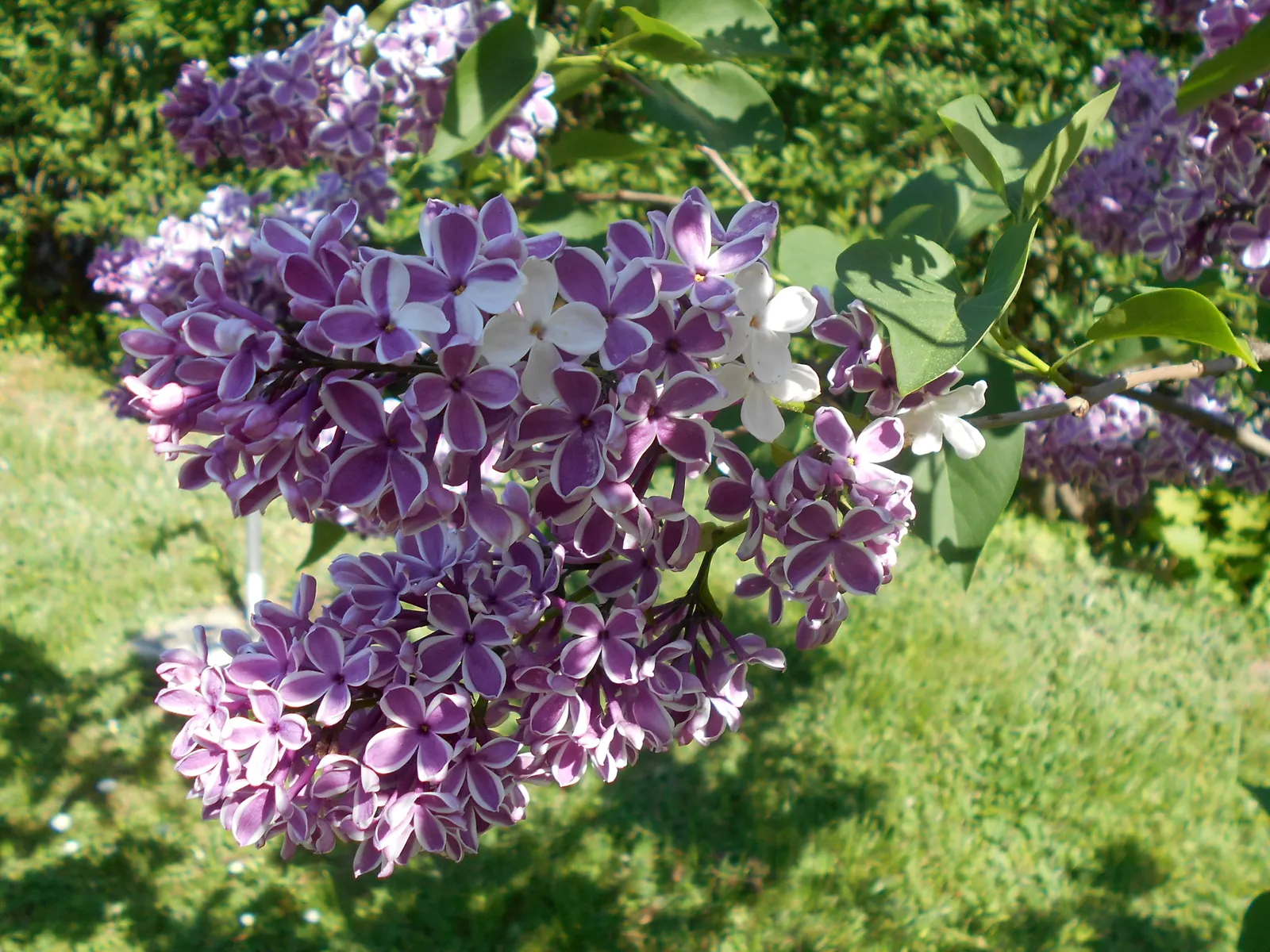 Sensation Lilac (Syringa Vulgaris 'Sensation') — is a striking deciduous shrub famed for its bi-colored blooms