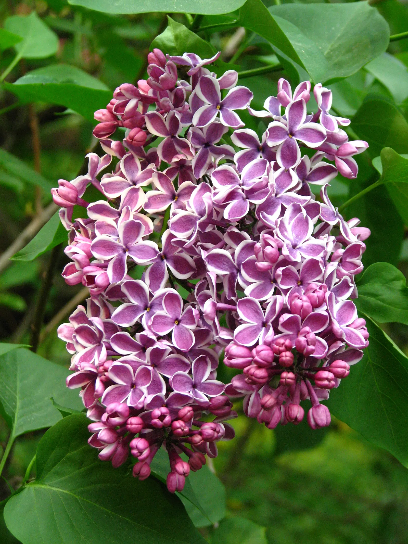 Sensation Lilac (Syringa Vulgaris 'Sensation') — the Sensation Lilac is hardy in USDA zones 3 to 7; neutral to slightly alkaline soil