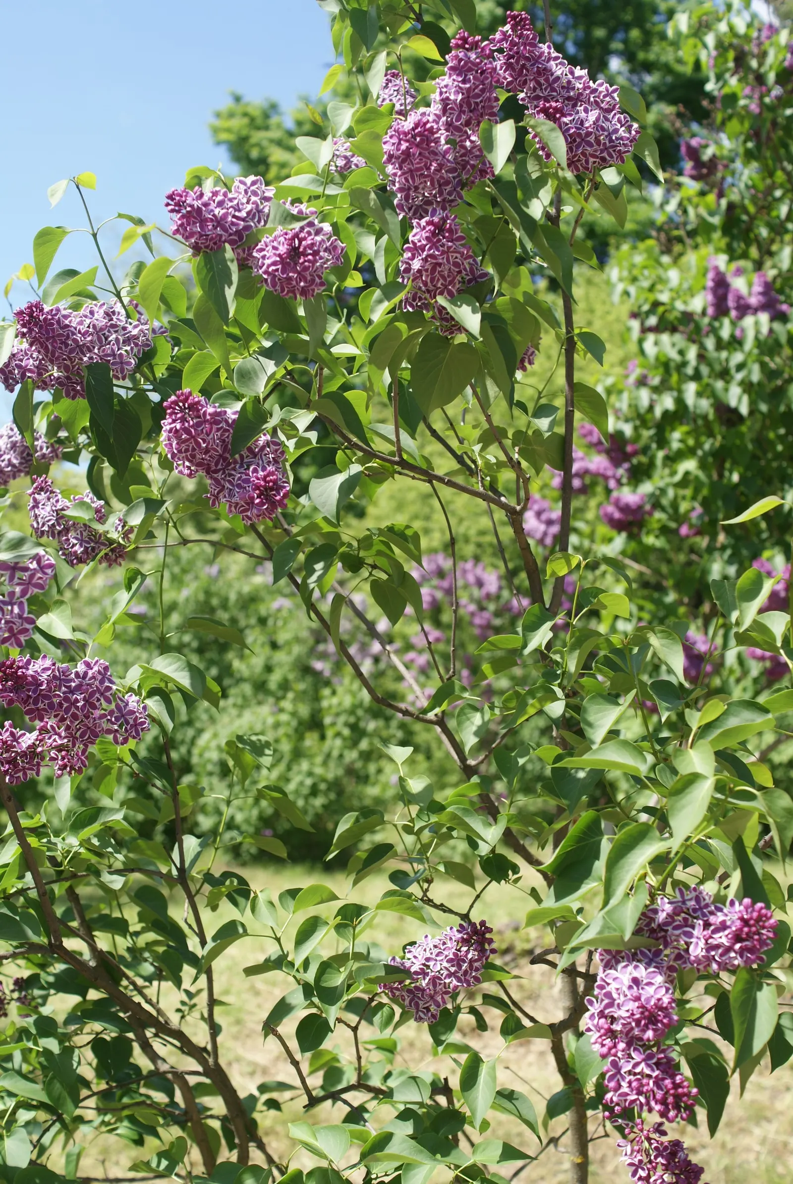 Sensation Lilac (Syringa Vulgaris 'Sensation') — shrub with multi-colored and purple and red blooms