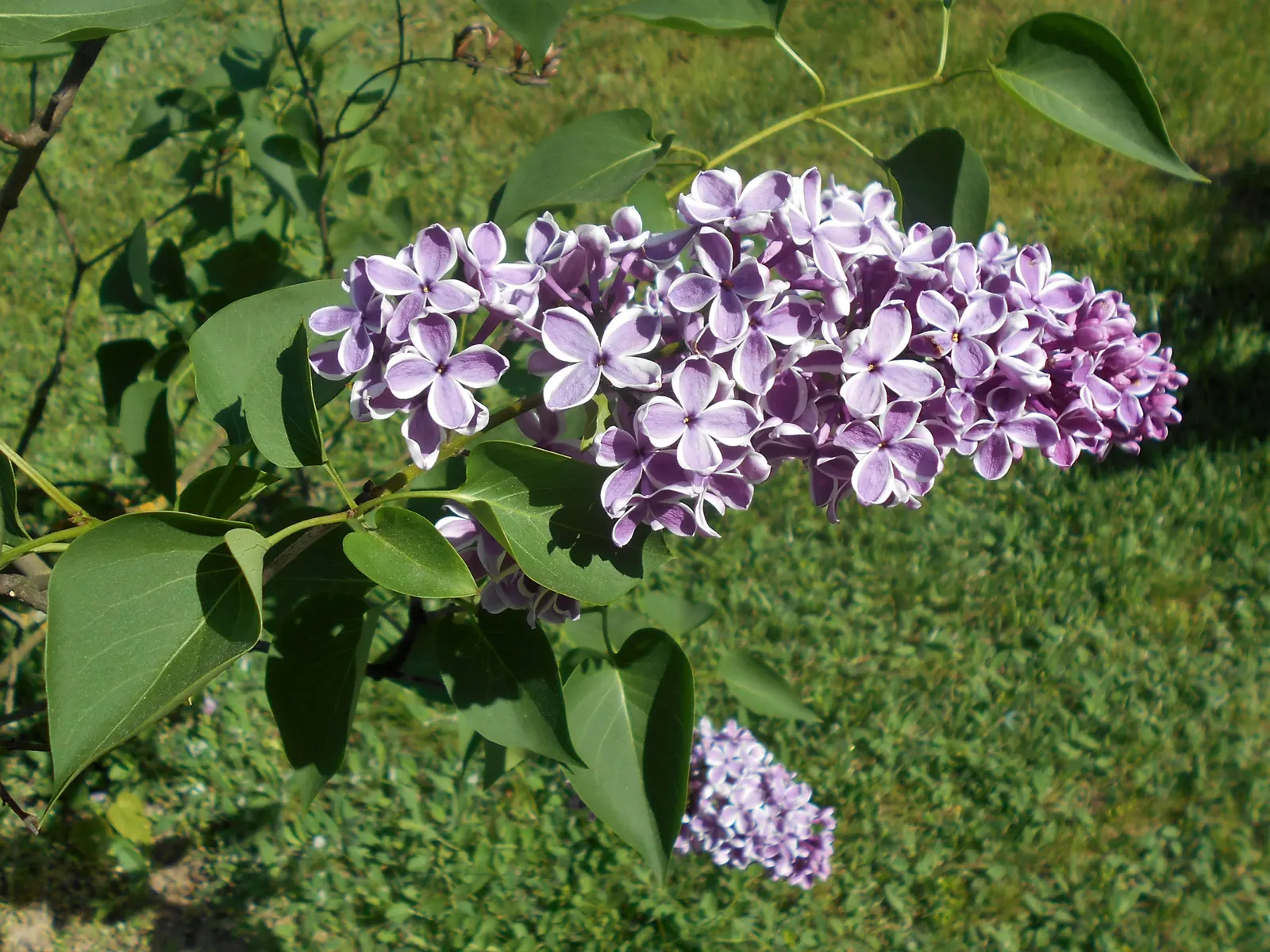 Sensation Lilac (Syringa Vulgaris 'Sensation') — proving both aesthetically pleasing and dependable for landscaping projects