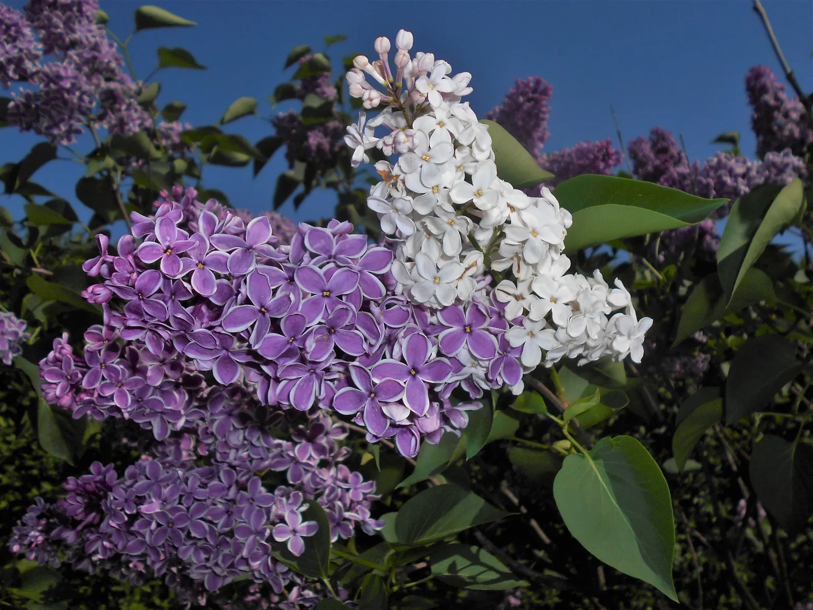 Sensation Lilac (Syringa Vulgaris 'Sensation') — is a striking deciduous shrub famed for its bi-colored blooms; is a striking cultivar celebrated for its