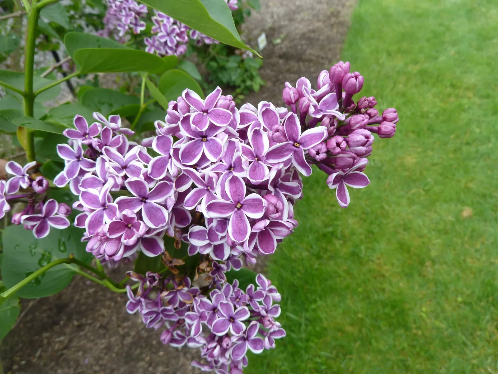 Sensation Lilac (Syringa Vulgaris 'Sensation') — this deciduous shrub offers a unique visual appeal thanks to its bi-colored flowers