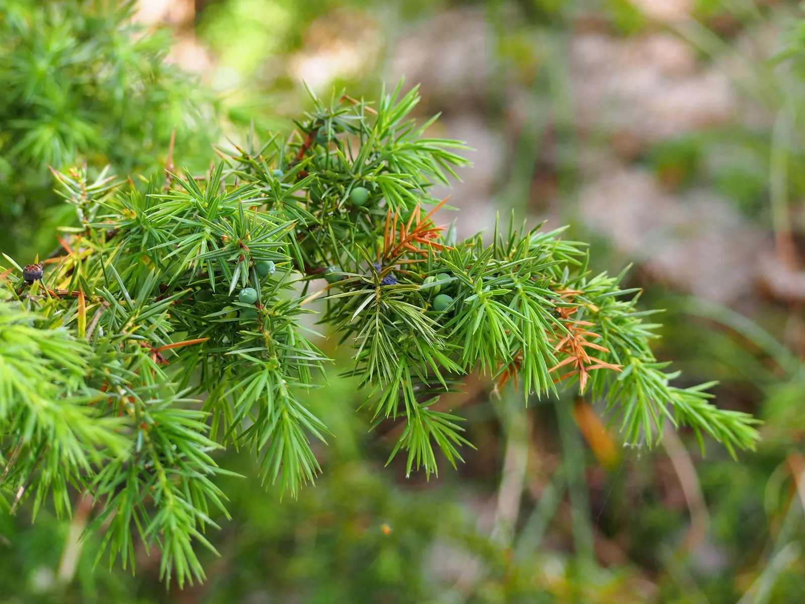 Juniper (Juniperus Horizontalis 'Prostrata'.) — Ideal as erosion control or in rock gardens, it provides year-round interest and is hardy in USDA zones 3-9