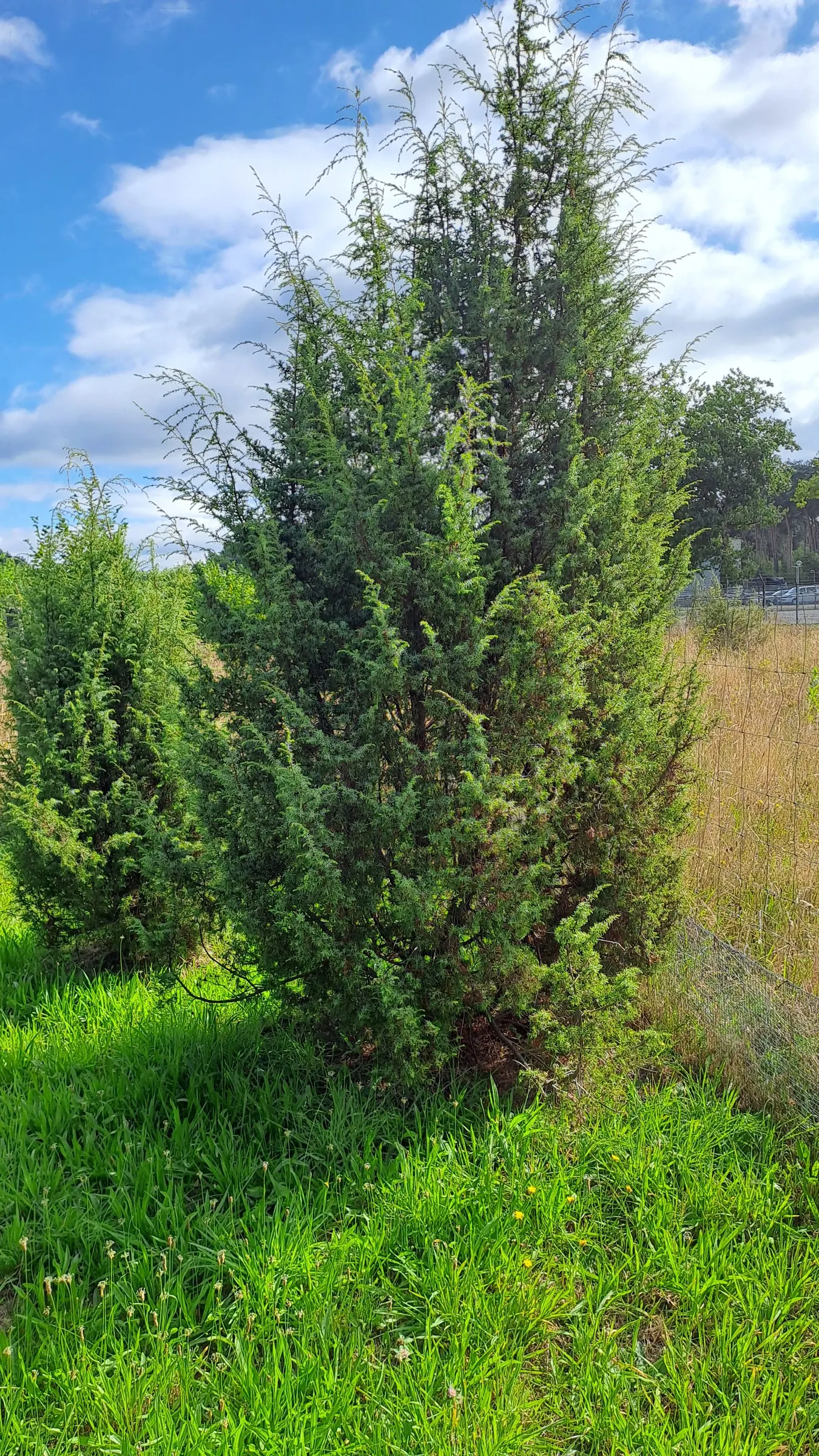 Juniper (Juniperus Horizontalis 'Prostrata'.) — Often spreading wider than its height, it typically reaches 1-2 feet tall and 6-8 feet wide