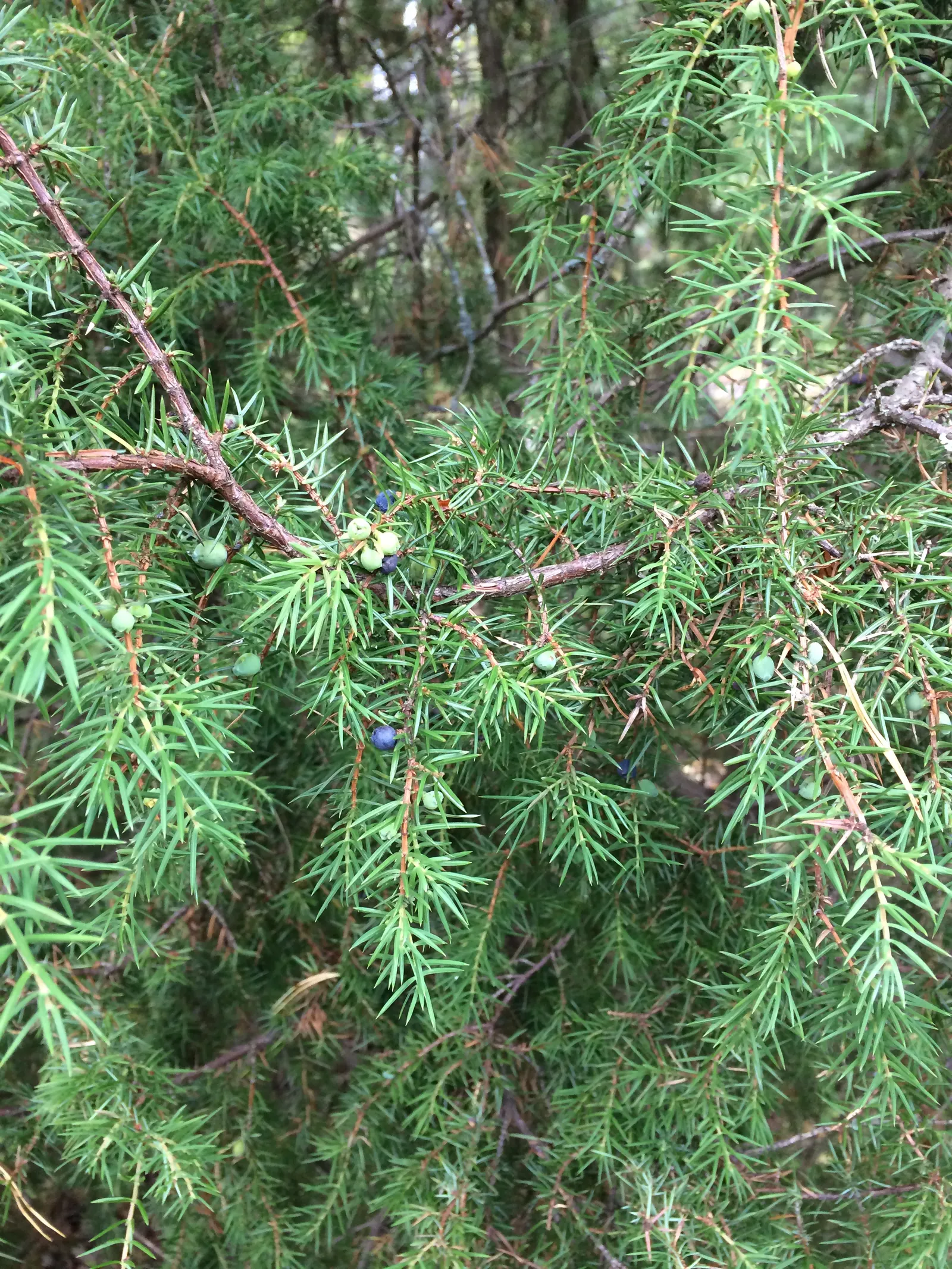 Juniper (Juniperus Horizontalis 'Prostrata'.) — This juniper thrives in full sun and adapts to a variety of soils, requiring minimal maintenance