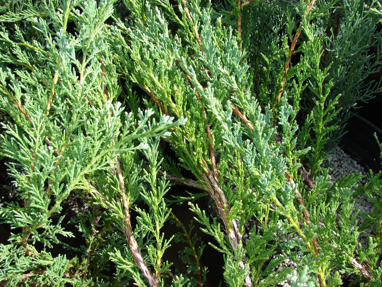 Juniper (Juniperus Horizontalis 'Prostrata'.) — Juniperus horizontalis 'Prostrata' is a durable