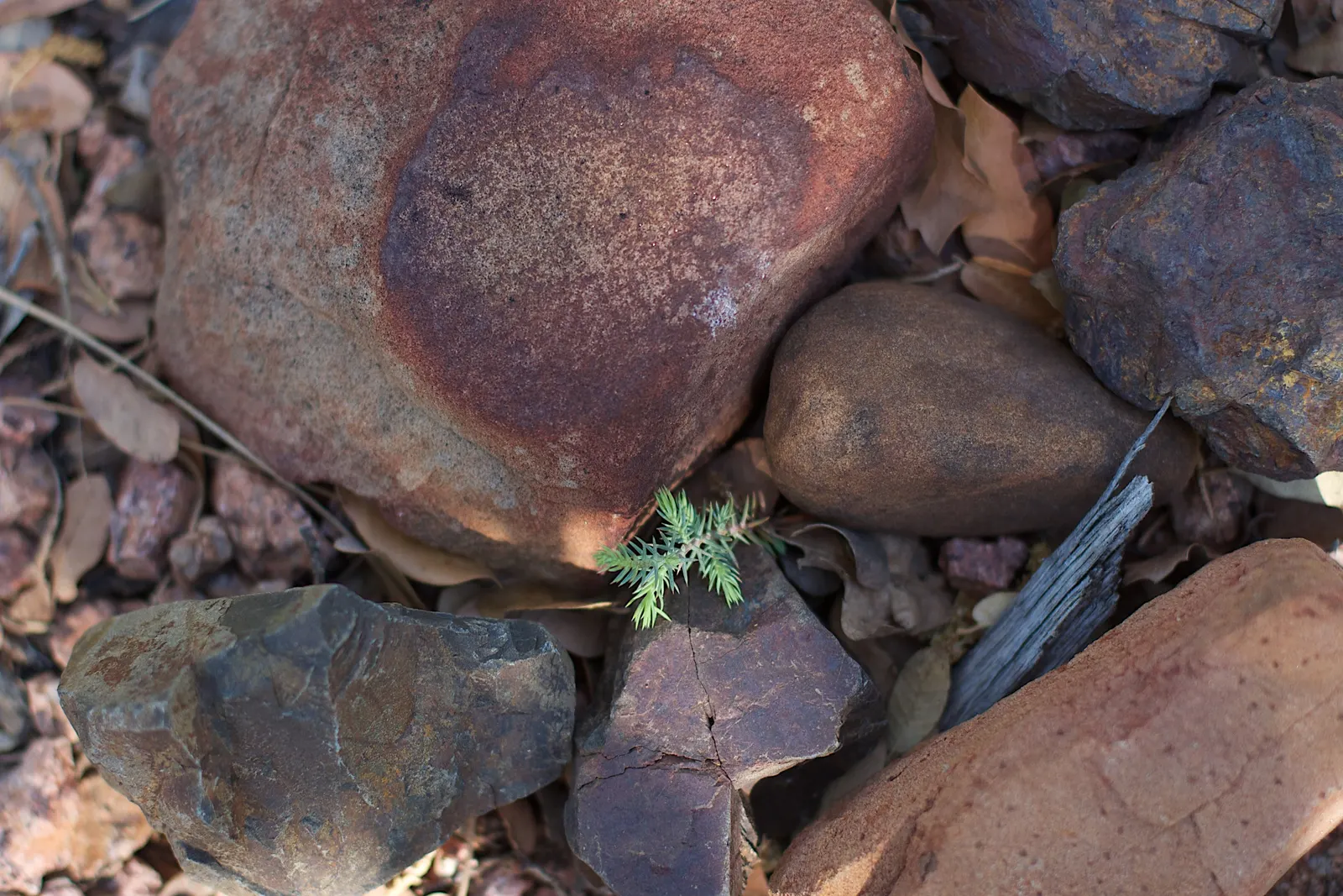 Juniper (Juniperus Horizontalis 'Prostrata'.) — ground-cover evergreen showcasing silver-blue foliage that may turn purplish in winter